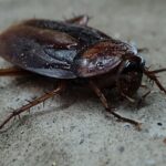 Cómo saber si hay cucarachas en la casa y cómo deshacerse de ellas