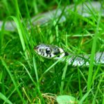 ¿Cómo eliminar serpientes del jardín con métodos naturales?