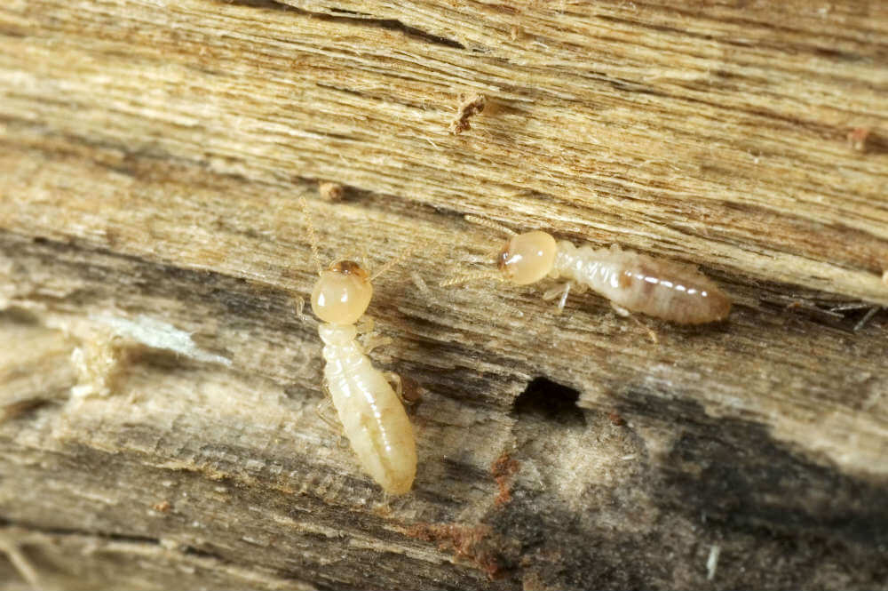 Precio de un diagnóstico de termitas