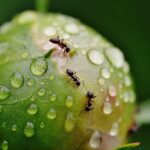 Cómo deshacerse de las hormigas del jardín: remedios naturales