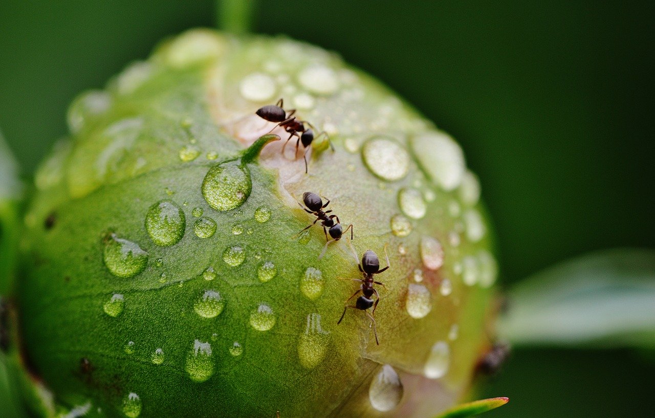 formiche su piante