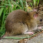Cómo alejar a los ratones del jardín: métodos naturales