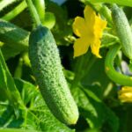 Cultivo de pepinos: cómo, cuándo y dónde plantarlos